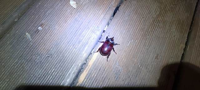 Oryctes nasicornis - orrszarvú bogár