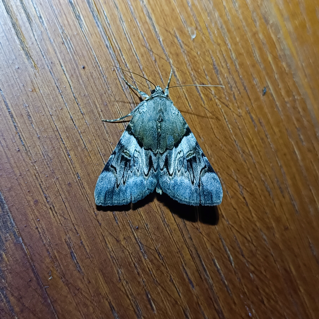 Catocala fulminea - galagonya-övesbagoly