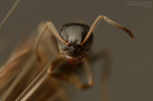 Lasius platythorax - erdei feketehangya