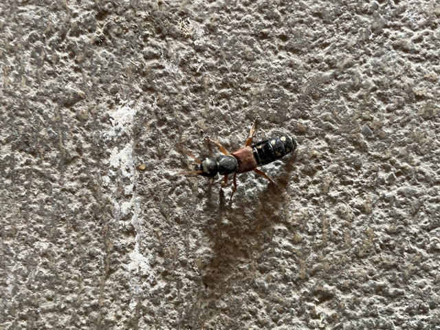 Staphylinus caesareus - aranysujtásos holyva