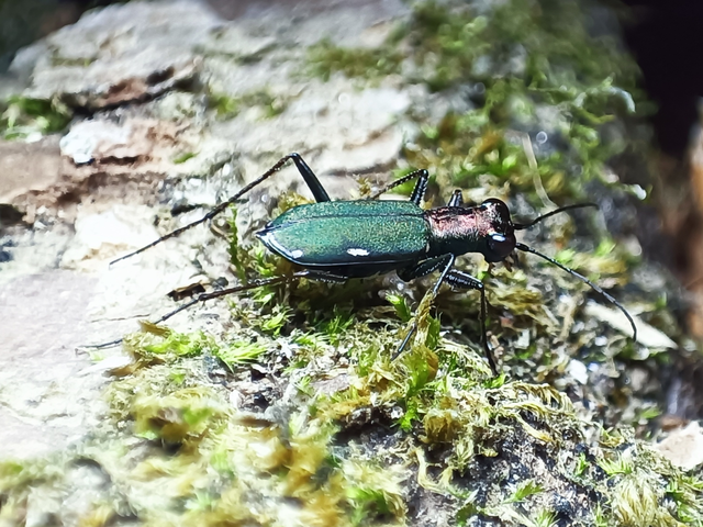 Cylindera germanica - parlagi homokfutrinka