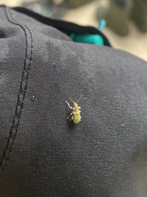 Phyllobius argentatus - ezüstös levélormányos