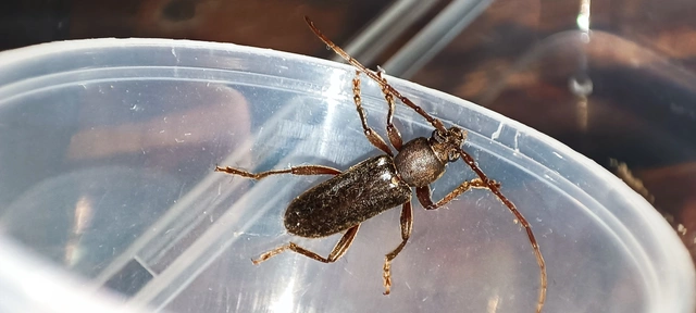 Trichoferus campestris - szállóvendég éjicincér