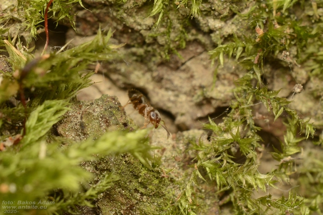 Lasius brunneus - rozsdáshátú feketehangya