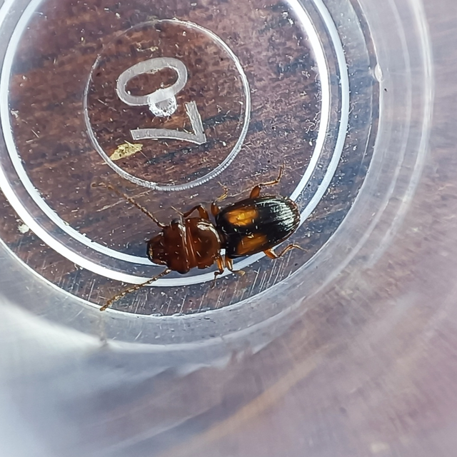 Laemophloeus monilis - nagyfoltú szegélyeslapbogár
