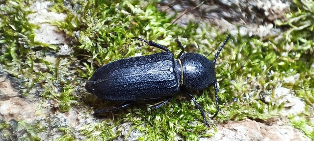 Spondylis buprestoides - erdei félcincér