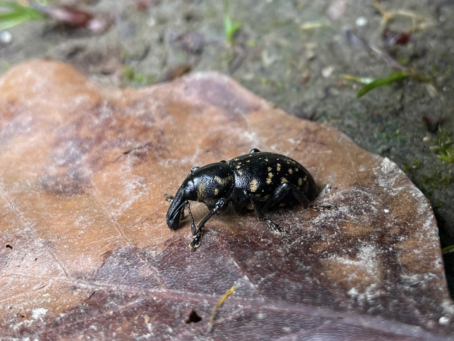 Liparus glabrirostris - közönséges acsalapuormányos