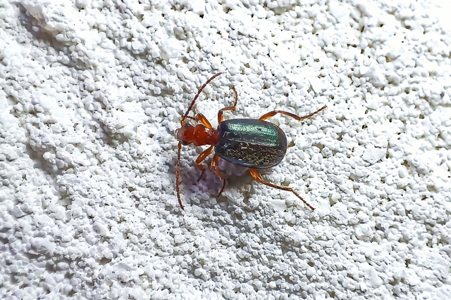 Brachinus explodens - kis pöfögőfutó