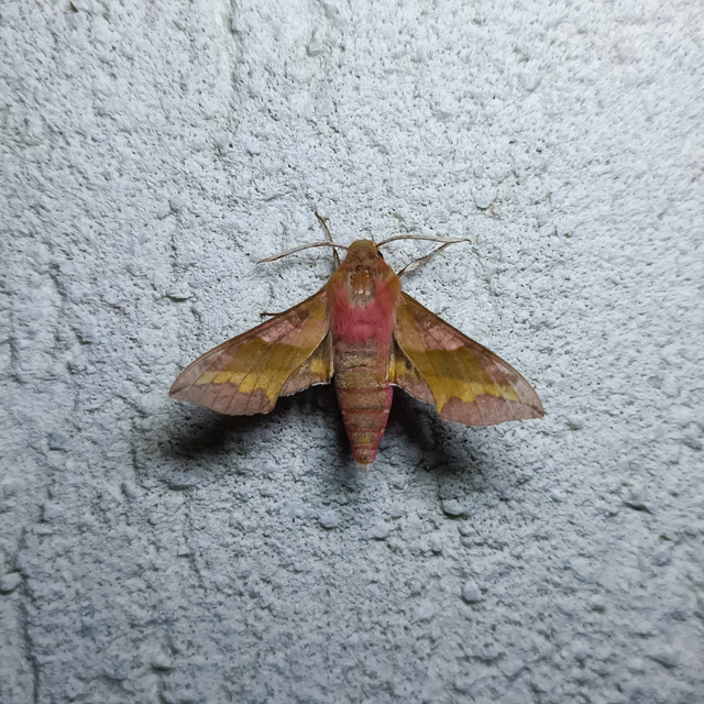 Deilephila porcellus - piros szender