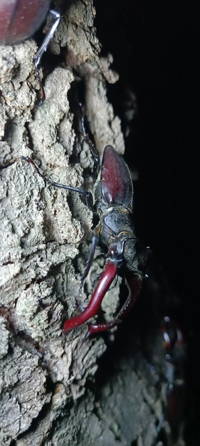 Lucanus cervus - nagy szarvasbogár