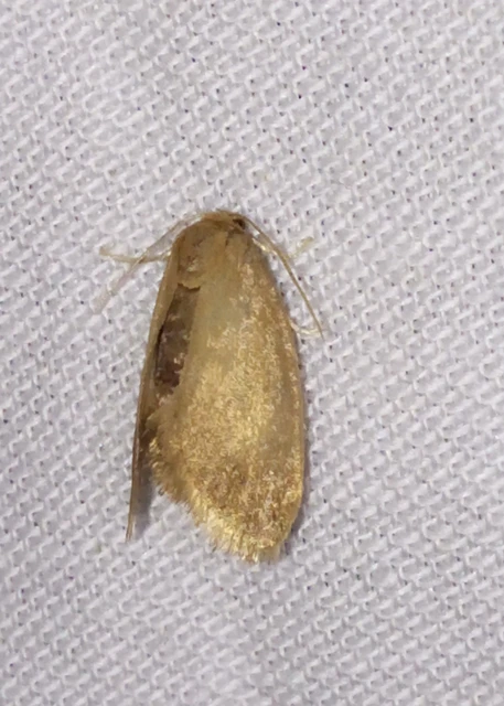 Heterogenea asella - csigalepke