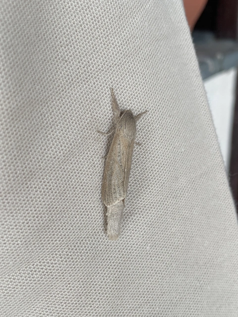 Phragmataecia castaneae - nádfúrólepke