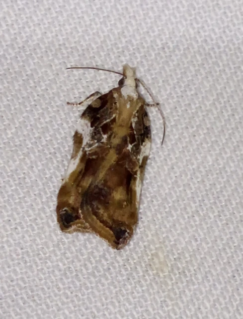 Acleris cristana - pamacsos levélmoly