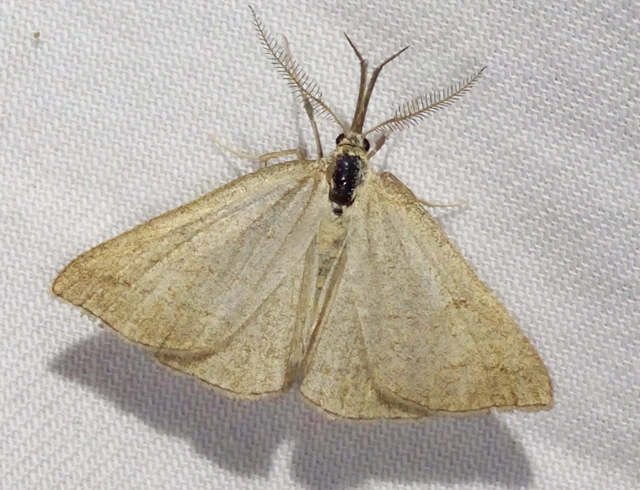 Polypogon tentacularia - sötétaljú karcsúbagoly
