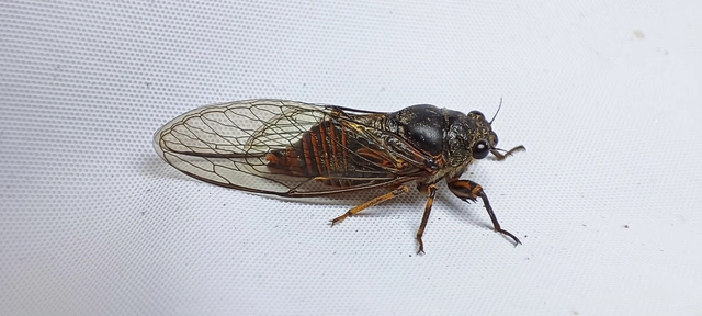 Cicadetta montana