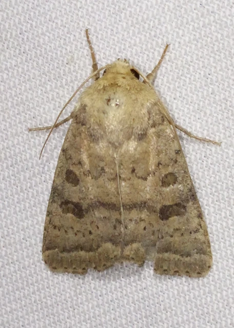 Hoplodrina octogenaria - barna selymesbagoly