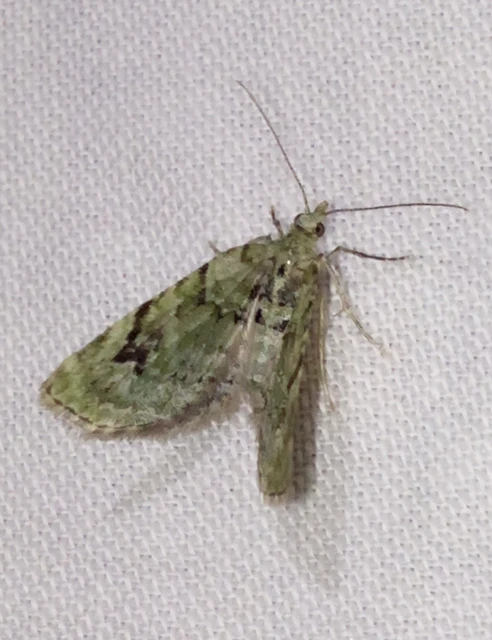 Chloroclystis v-ata - zöldes törpearaszoló