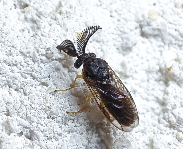 Hymenoptera - Hártyásszárnyúak