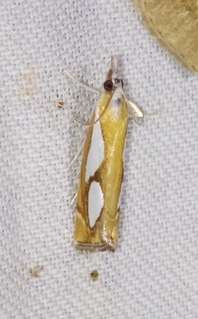 Catoptria pinella - ezüstös fűgyökérmoly