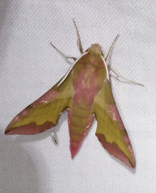 Deilephila porcellus - piros szender