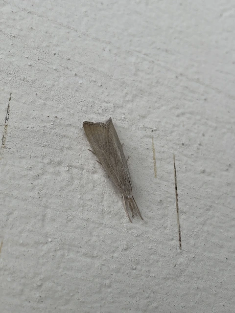 Calamotropha paludella - barna nádlevélmoly