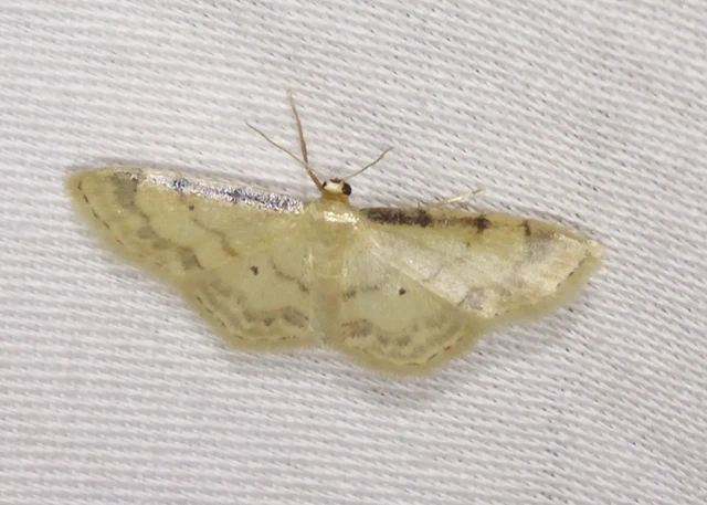 Idaea politaria - vonalas apróaraszoló