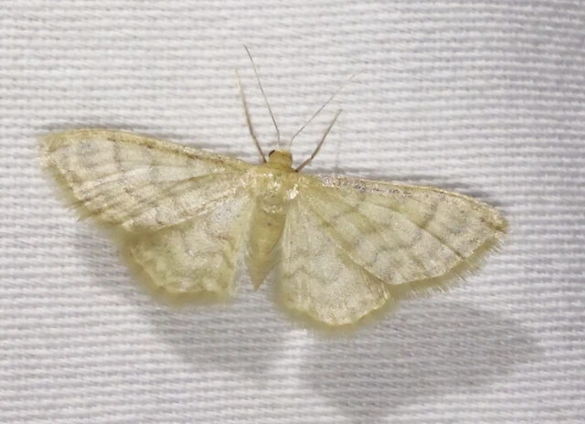 Idaea dilutaria - napvirág-apróaraszoló