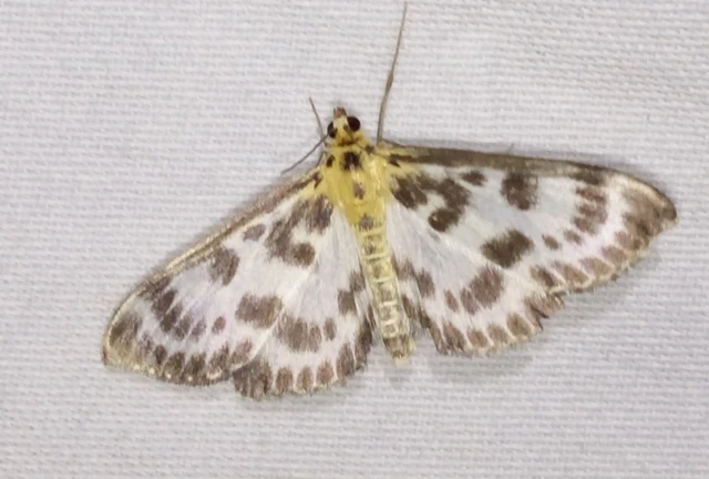 Anania hortulata - tarka csalánmoly