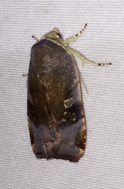 Noctua janthe/janthina