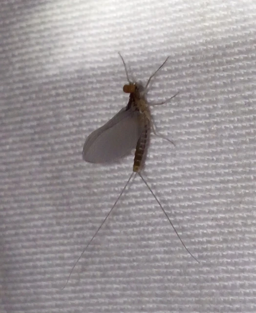 Ephemeroptera - Kérészek