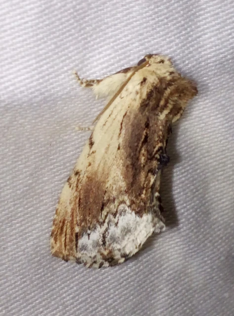 Ptilodon cucullina - csuklyás púposszövő