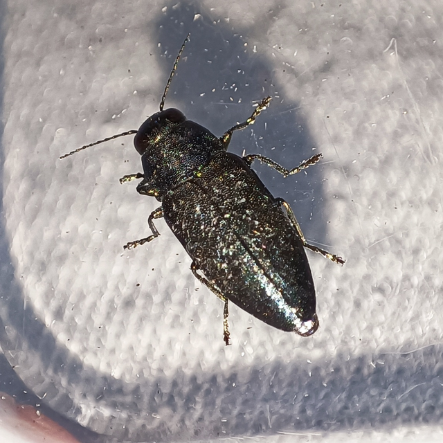 Phaenops cyanea - kék fürgedíszbogár