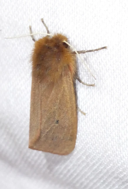 Phragmatobia fuliginosa - füstös medvelepke
