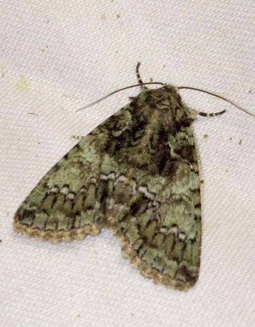 Polyphaenis sericata - selyemfényű erdeibagoly