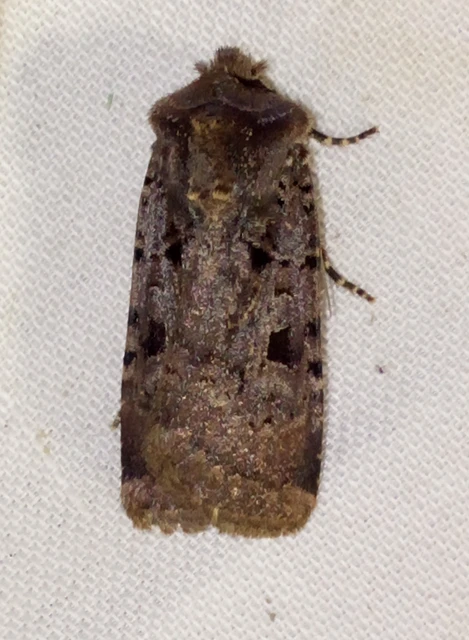 Chersotis rectangula - barna földibagoly