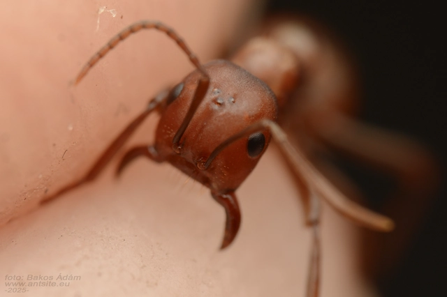 Polyergus rufescens - amazonhangya