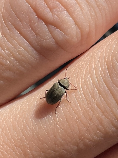 Mycterus tibialis - szőrös álzsizsik