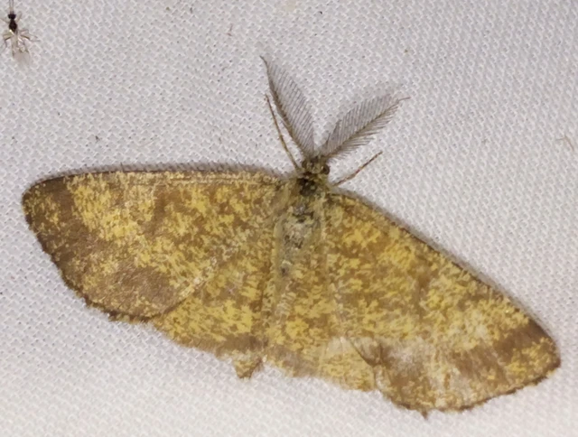 Ematurga atomaria - barna rétiaraszoló