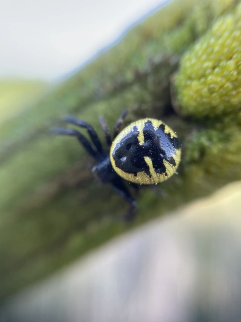 Synema globosum/ornatum