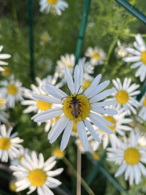 Pseudovadonia livida - barnás virágcincér