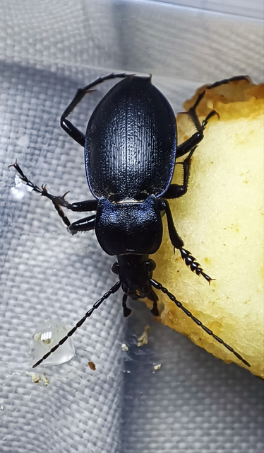 Carabus convexus - selymes futrinka