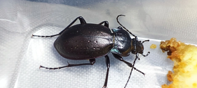Carabus nemoralis - ligeti futrinka