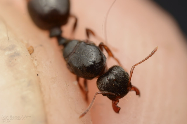 Tetramorium