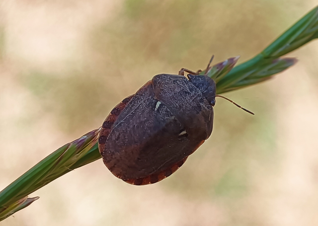 Eurygaster