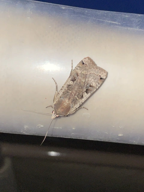 Noctua pronuba - nagy sárgafűbagoly