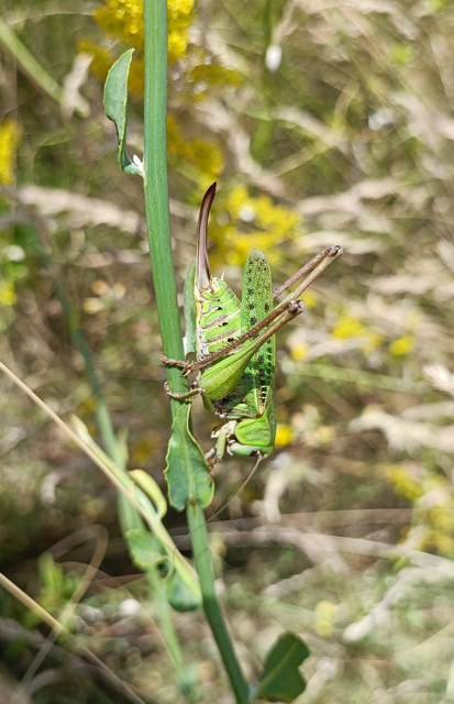 Decticus verrucivorus - szemölcsevő szöcske