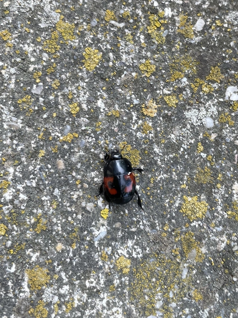 Hister quadrimaculatus - közönséges sutabogár