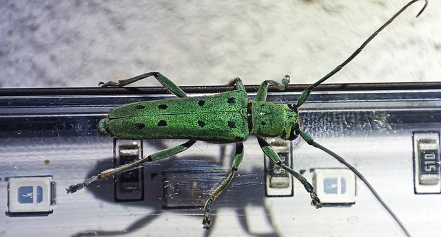 Saperda octopunctata - nyolcpontos cincér