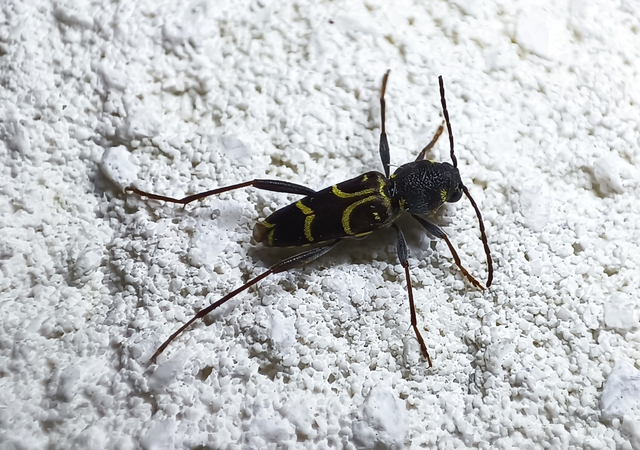 Xylotrechus antilope - fürge darázscincér