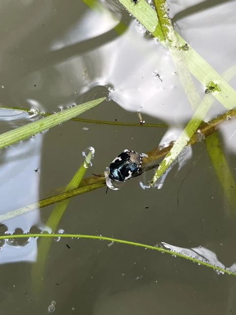 Tritomegas bicolor - foltos földipoloska